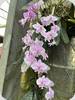 Phal. schilleriana Silver Leaf